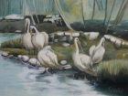 Pelikane
2012
60 x 80 cm
Öl auf Leinwand
