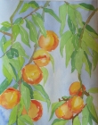 Pfirsiche
2001
49 x 39 cm
Aquarell