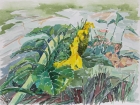 Sonnenblume
2003
30 x 40 cm
Aquarell
