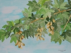 Ahorn
2020
30 x 40 cm
Aquarell