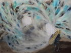 Balzende Pfauen
2017
60 x 80 cm
Öl auf Leinwand
